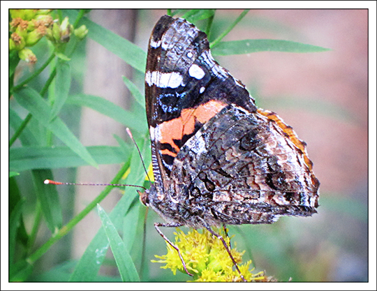 Butterflies of the Adirondack Mountains: Red Admiral Butterfly (Vanessa atalanta) in the Paul Smiths VIC Native Species Butterfly House (1 September 2012)